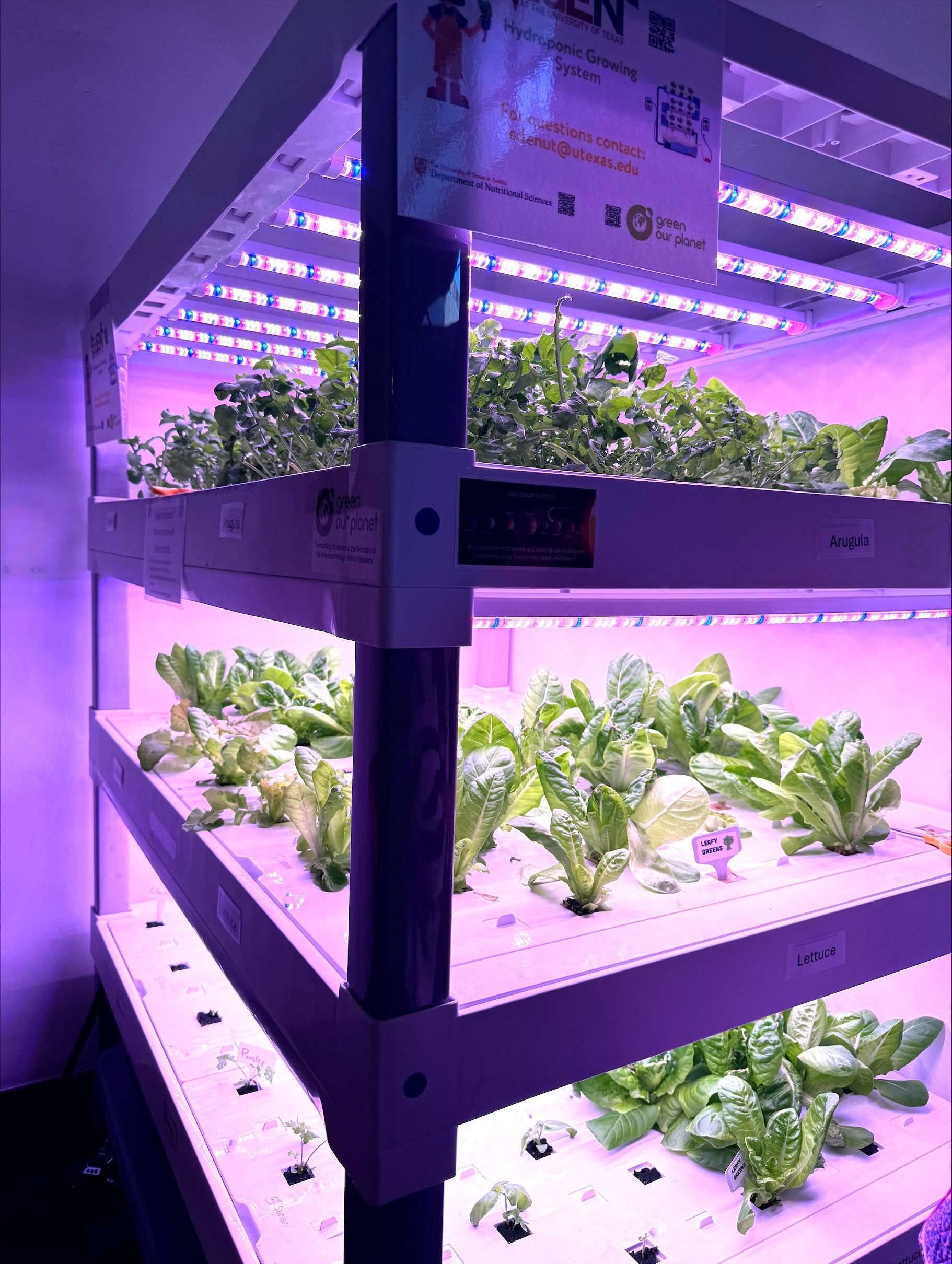 A photograph of a hydroponic growing operation including arugula and leafy greens